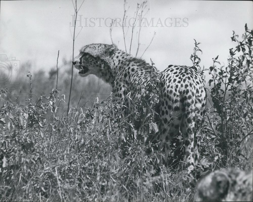 Press Photo Cheetah Stalking Prey - Historic Images