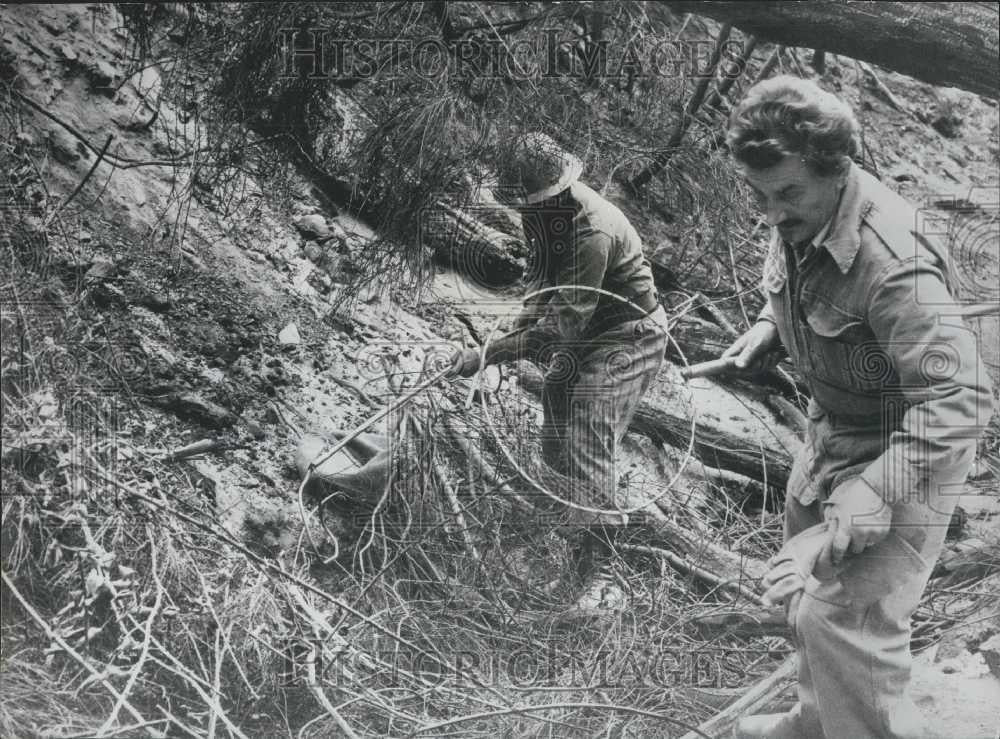 Press Photo Kdala Female Koals Bear, Nursing a baby in its pouch escapes fire - Historic Images