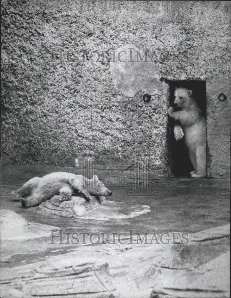 1965 Press Photo Two Polar bears from Moscow at London zoo - Historic Images