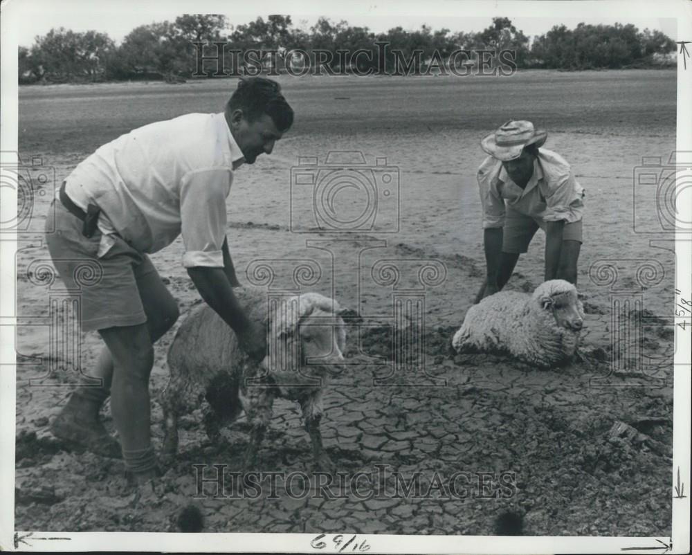 Press Photo  Bill Mclaughlin &amp; John Glasson Pull Sheep from Mud in Lake Ton Go - Historic Images