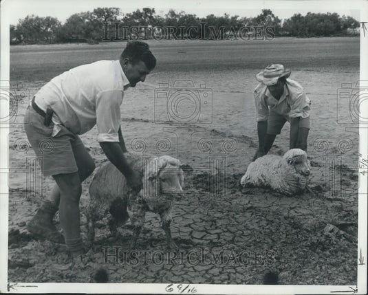 Press Photo  Bill Mclaughlin & John Glasson Pull Sheep from Mud in Lake Ton Go - Historic Images