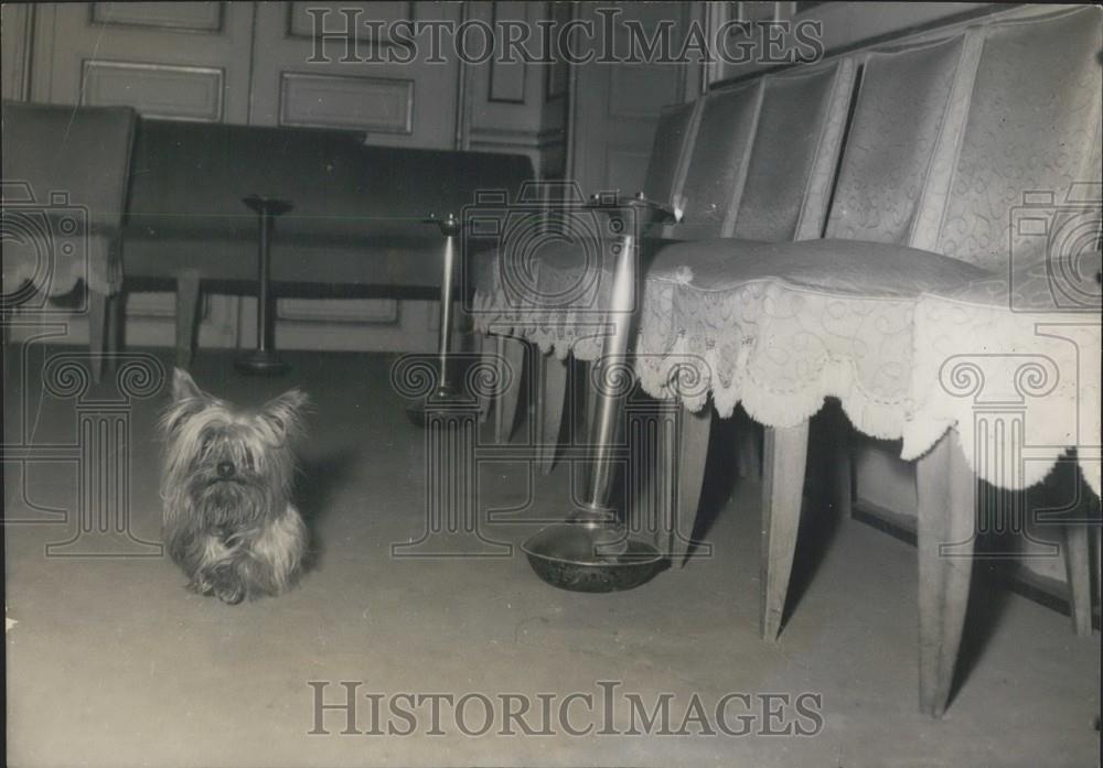 1956 Press Photo Pierre Clarence mascot dog - Historic Images