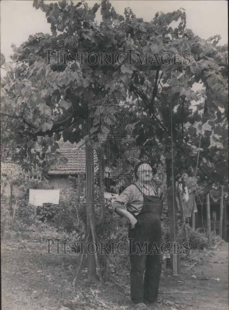 Press Photo Randan Clermont Ferrand Mammoth Grape Vine - Historic Images