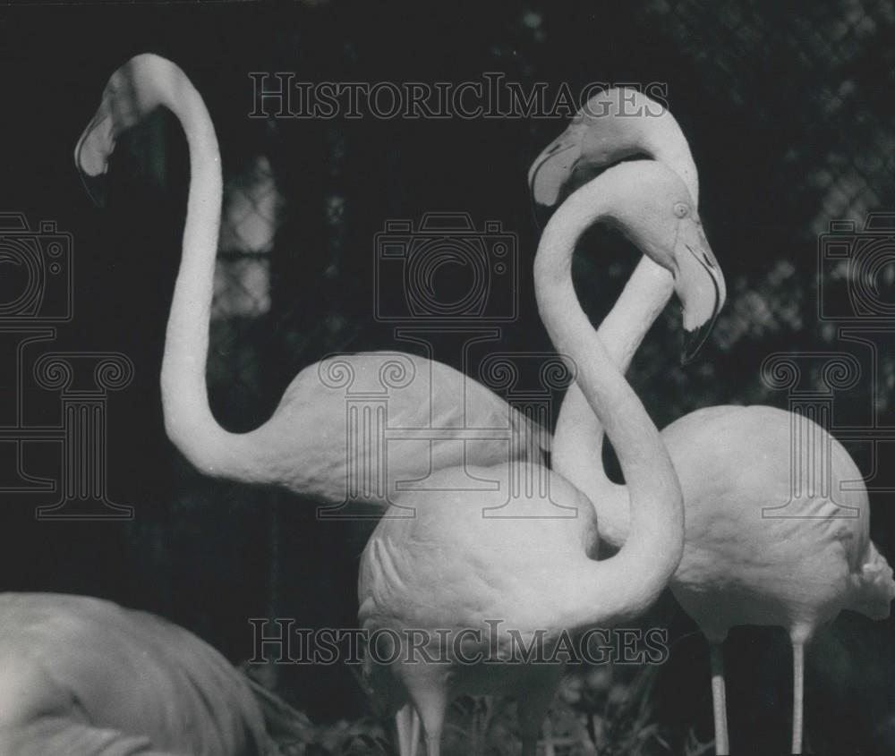 1963 Press Photo Flamingos Zoo - Historic Images