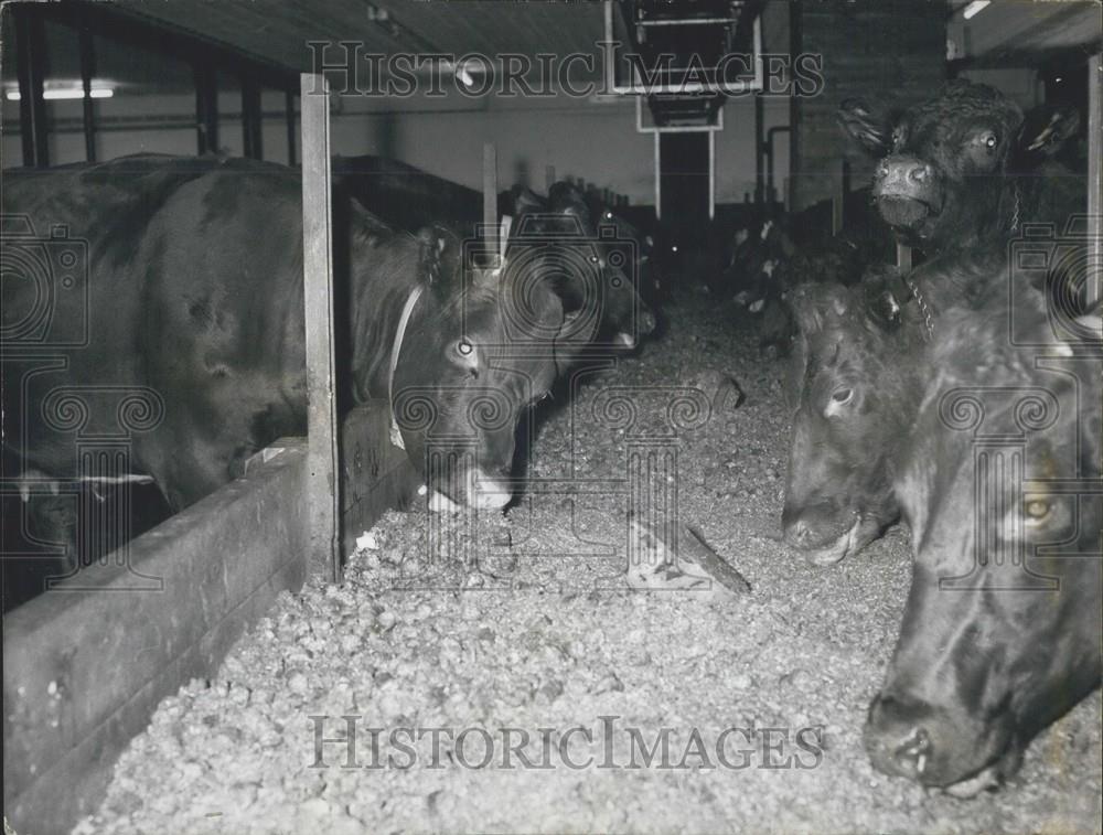Press Photo Milking Cows Being Fed With "Grass Bricks' - Historic Images