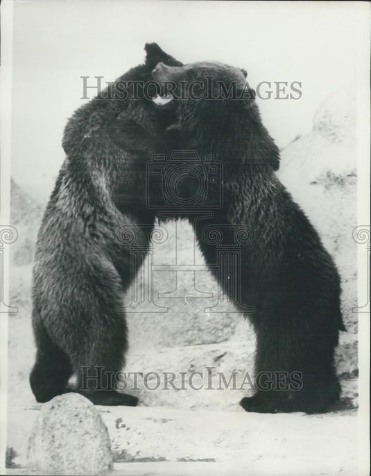 Press Photo Two bears in a zoo - Historic Images