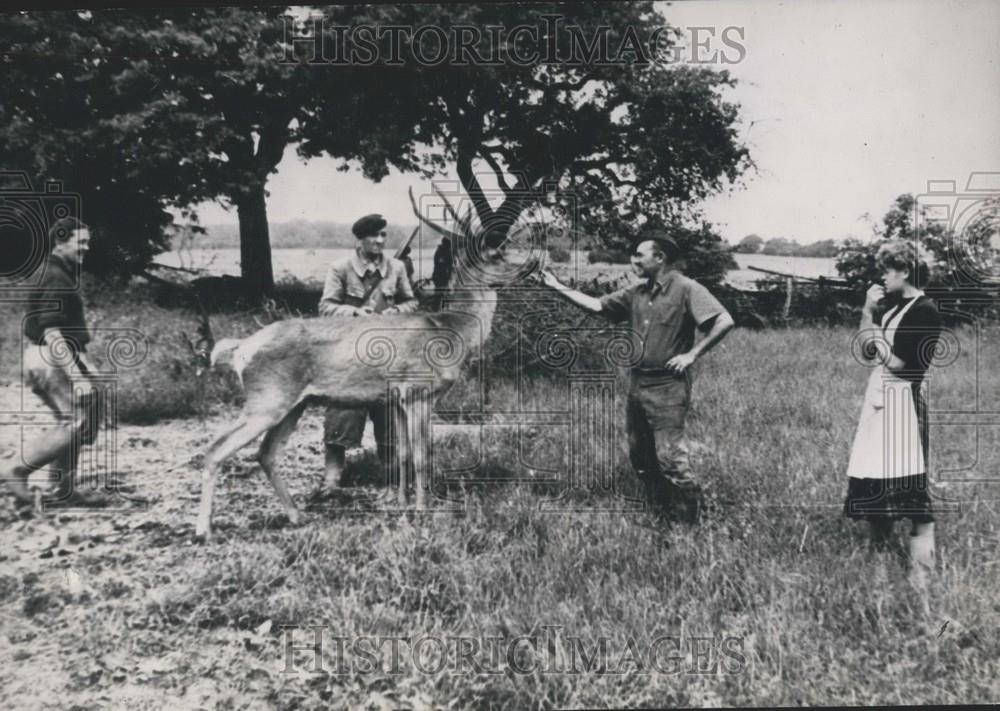 1953 Press Photo Tamed Stag French Villiage Richebourg - Historic Images