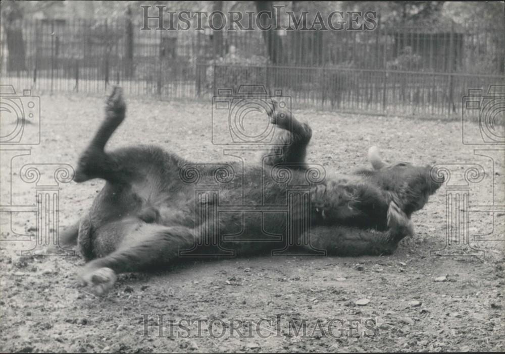 1960 Press Photo European Buffalo Paris Zoo From Pargue - Historic Images