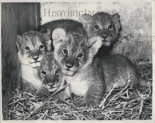 Press Photo Quadruplet Lion Cubs Schoenbrunn Zoo - Historic Images
