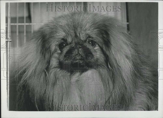 1959 Press Photo Pekingese Club Championship Show in London - Historic Images