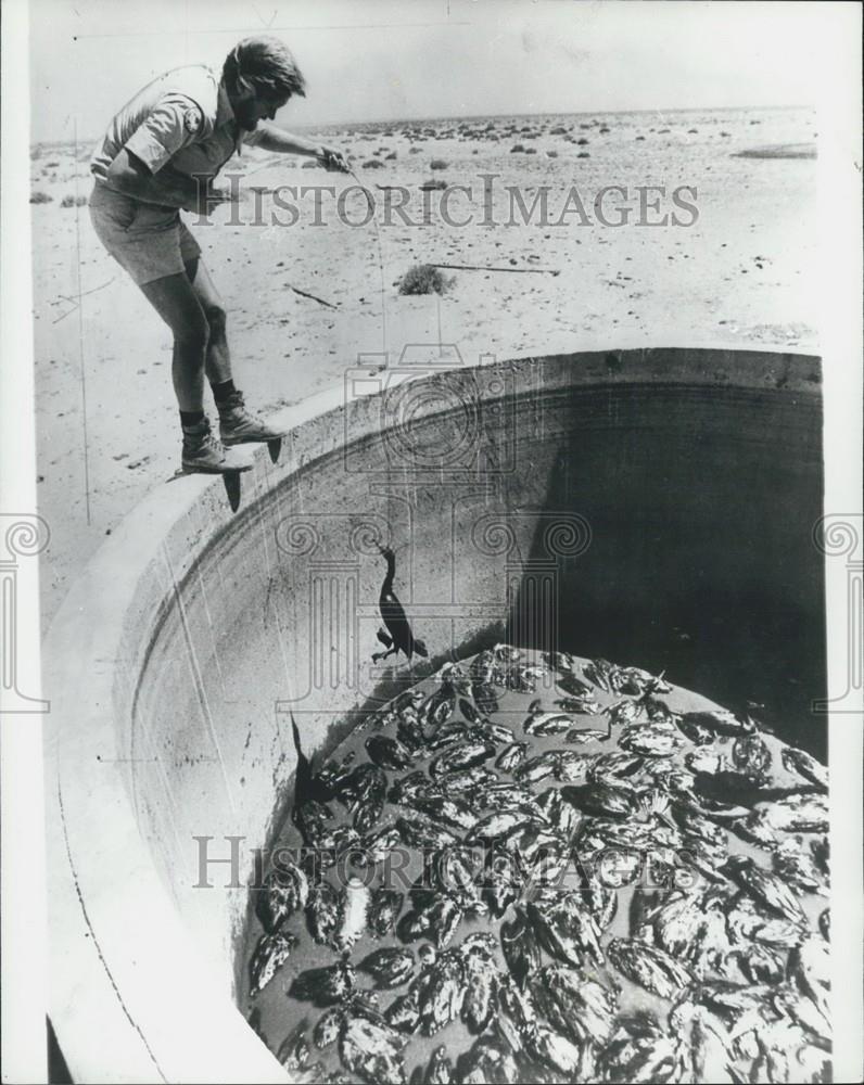 Press Photo Malcolm Mitchel Station Ranger Tries To Help Drowning Cormorants - Historic Images