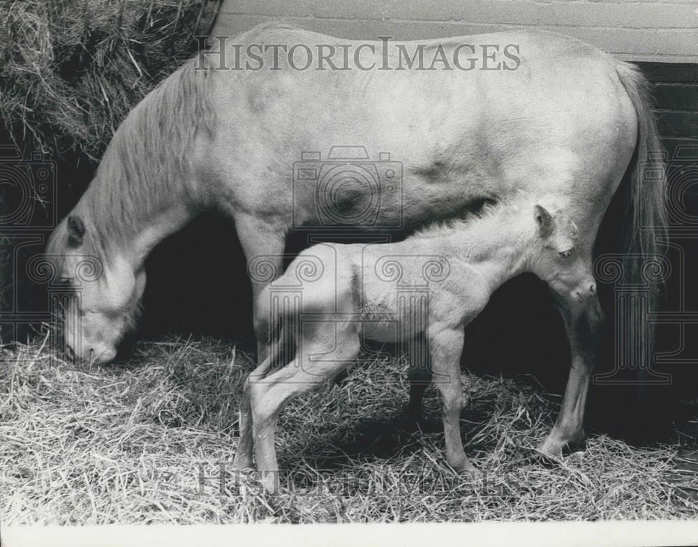 1973 Press Photo Welsh Mountain Pony Tarky London Zoo With Mother - Historic Images