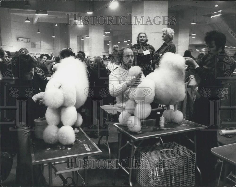1979 Press Photo Two Poodles get a final brush-up before the judging starts - Historic Images