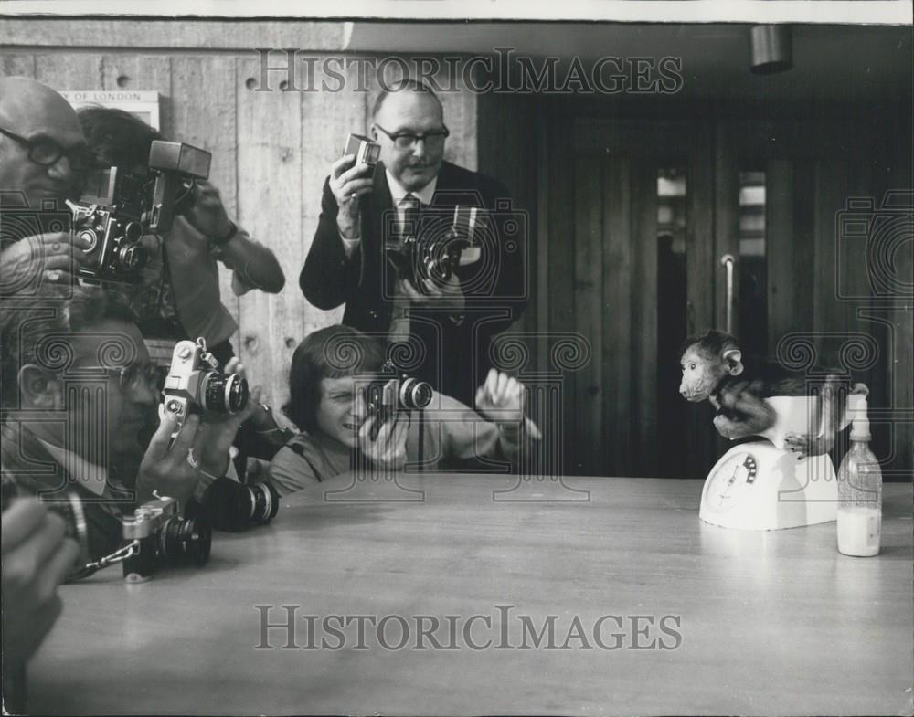 1971 Press Photo Olive Baboons at London zoo - Historic Images
