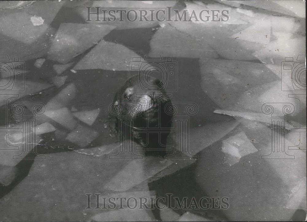 1954 Press Photo Vincennes Zoo Walrus - Historic Images