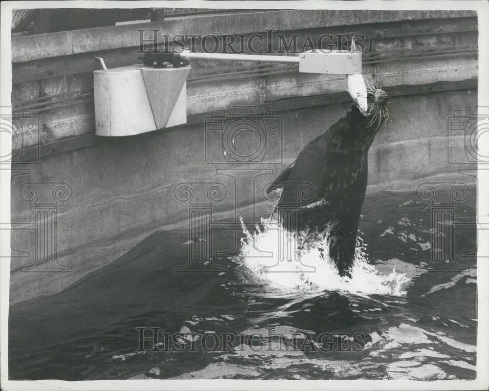 1962 Press Photo Milly, a ten-year-old seal at the London Zoo - Historic Images