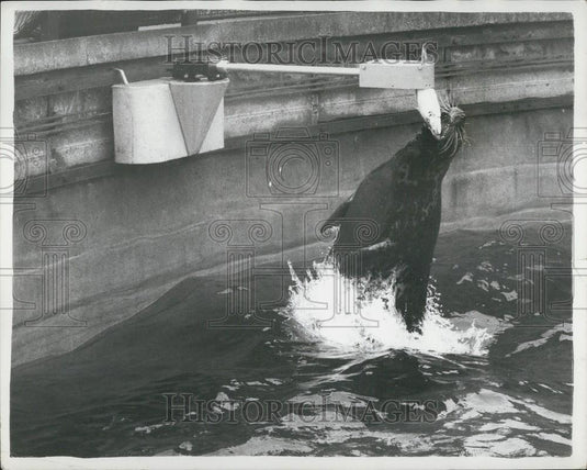 1962 Press Photo Milly, a ten-year-old seal at the London Zoo - Historic Images