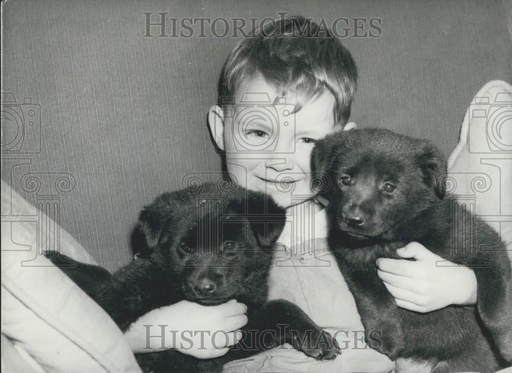 1958 Press Photo Alsatian Vanishes For Five Months and Returns With Puppies - Historic Images