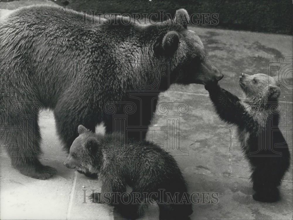 1971 Press Photo Lucy and her babies at the Berne Zoo - Historic Images