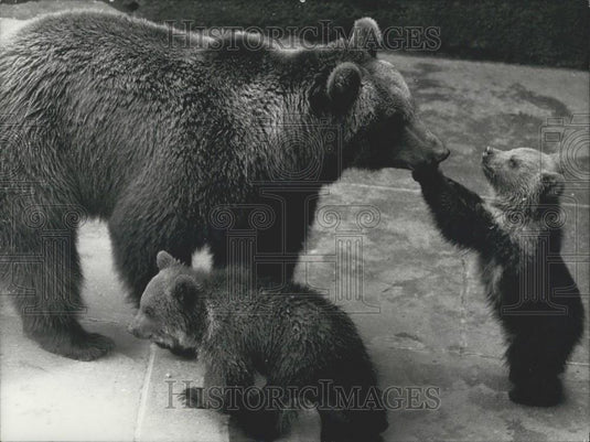 1971 Press Photo Lucy and her babies at the Berne Zoo - Historic Images