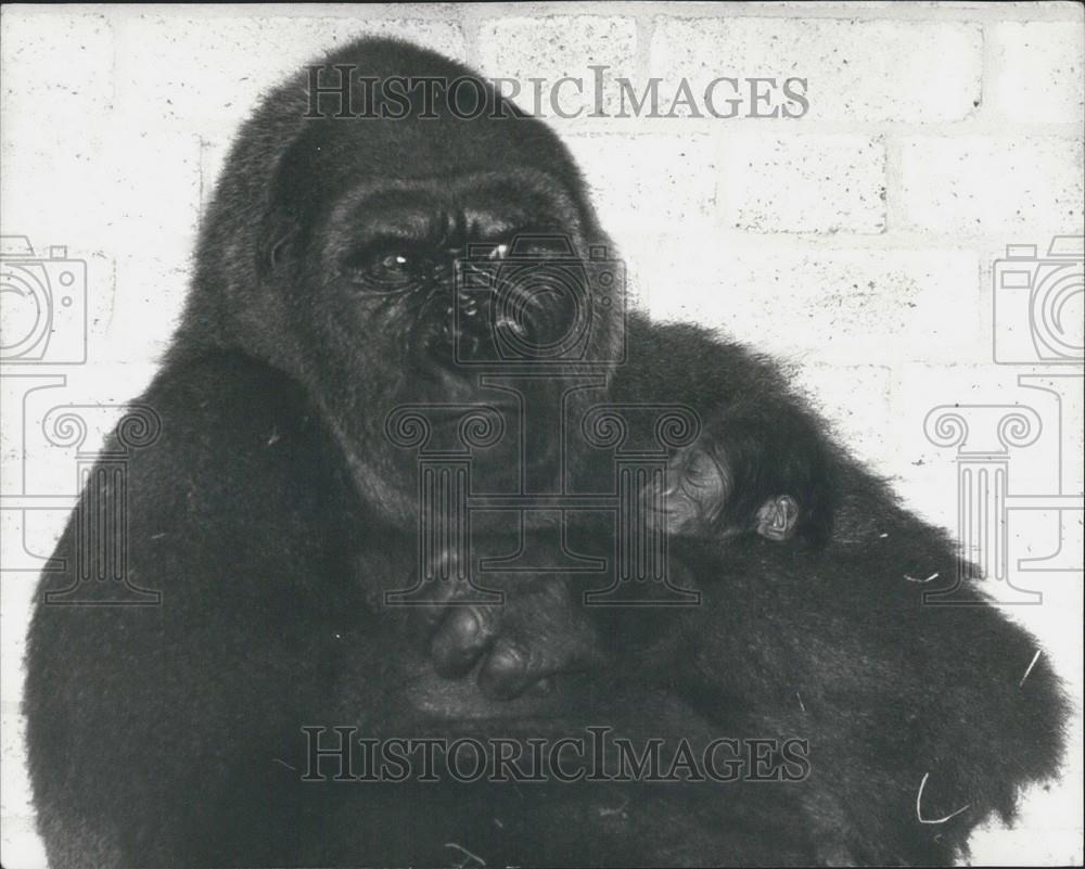 1976 Press Photo Gorilla mom and baby at  London Zoo - Historic Images