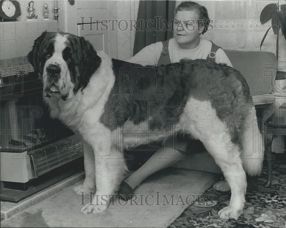 1974 Press Photo St Bernard is surpreme champion at Cruft&#39;s - Historic Images