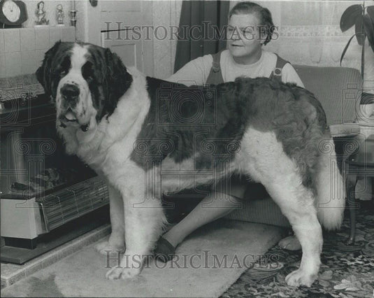 1974 Press Photo St Bernard is surpreme champion at Cruft's - Historic Images