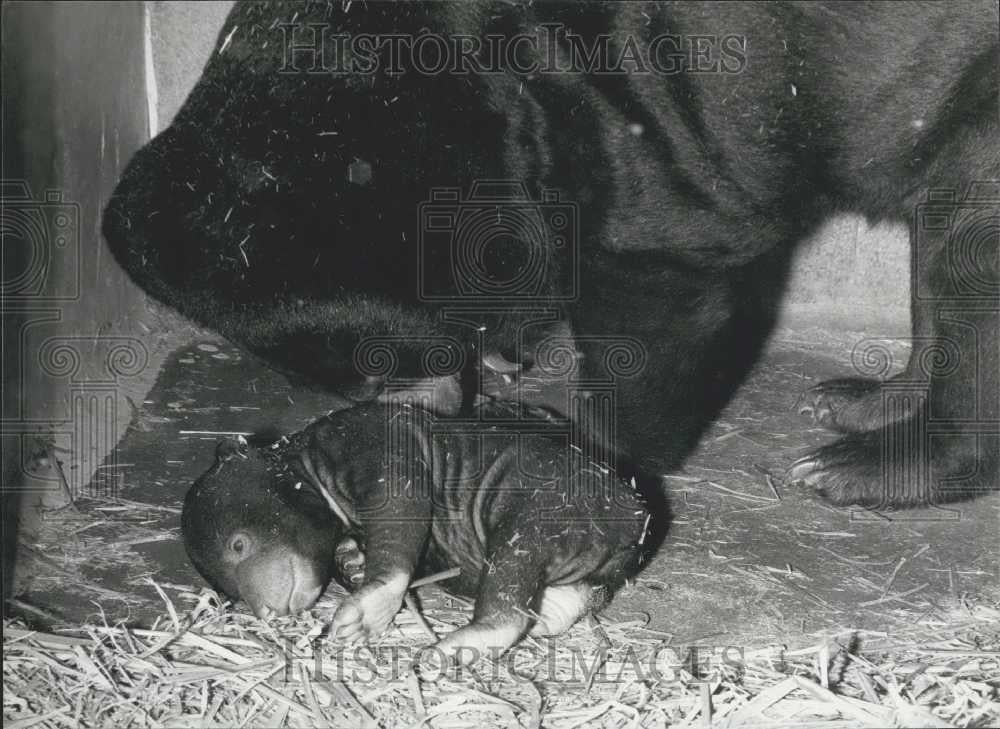 1981 Press Photo Malaya Bear Born In Captivity - Historic Images