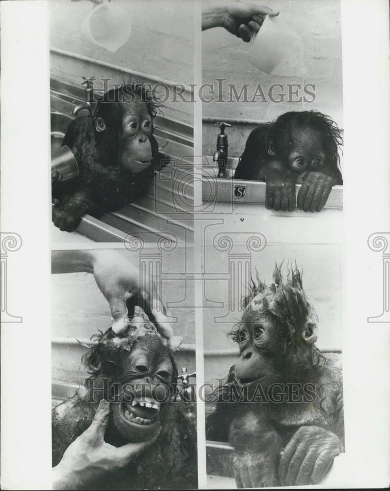 Press Photo Anak The Baby Orang&#39;Utan Dislikes Bathing - Historic Images