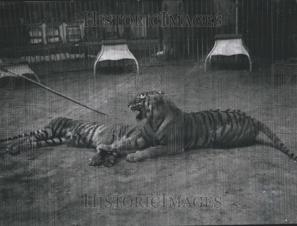 1957 Press Photo Tiger Gange Kills Bombay For Making Passes On Tigress Dali - Historic Images