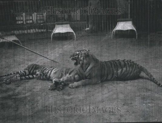 1957 Press Photo Tiger Gange Kills Bombay For Making Passes On Tigress Dali - Historic Images