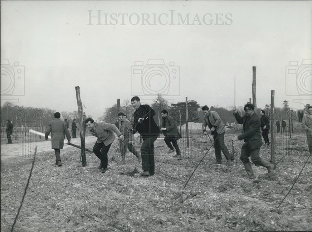 Press Photo Angry Farmers Destroy Orchard - Historic Images