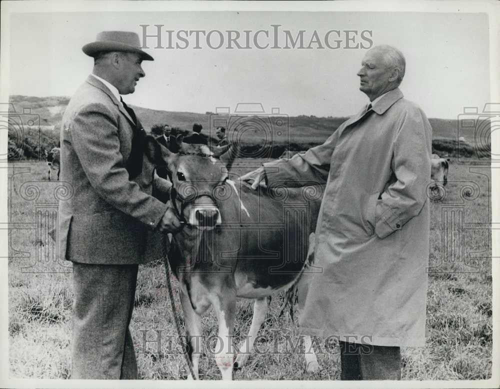 1961 Press Photo Lord Montgomery Jersey Bull Owned By Jack A&#39;Court - Historic Images