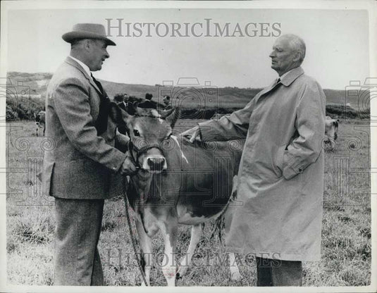 1961 Press Photo Lord Montgomery Jersey Bull Owned By Jack A'Court - Historic Images