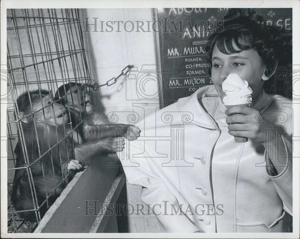 Press Photo Monkeys Want Ice Cream Treat - Historic Images