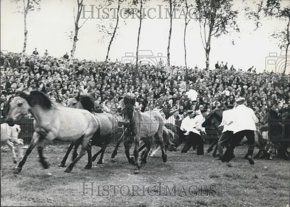 1964 Press Photo Wild Horse Rodeo, Duelmen, Northern Germany - Historic Images