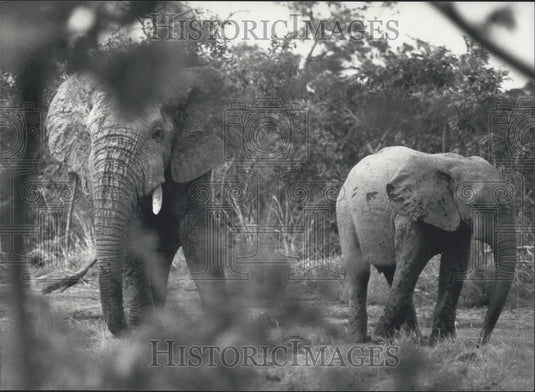 Press Photo Togo & Franz Weber Foundation Reach Agreement on National Park - Historic Images
