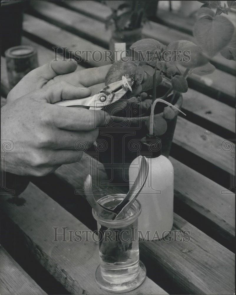 Press Photo Searching for the Perfect Potato - Historic Images