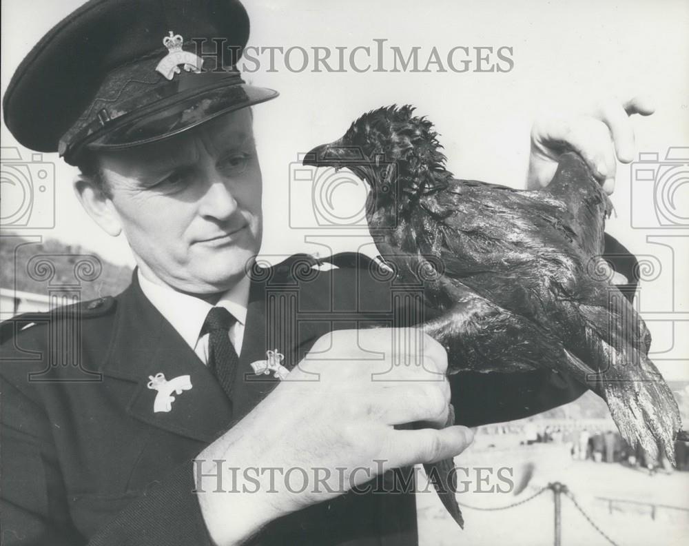 1975 Press Photo Geoffrey Cope RSPCA Handles Oil Covered Razorbill Kent - Historic Images