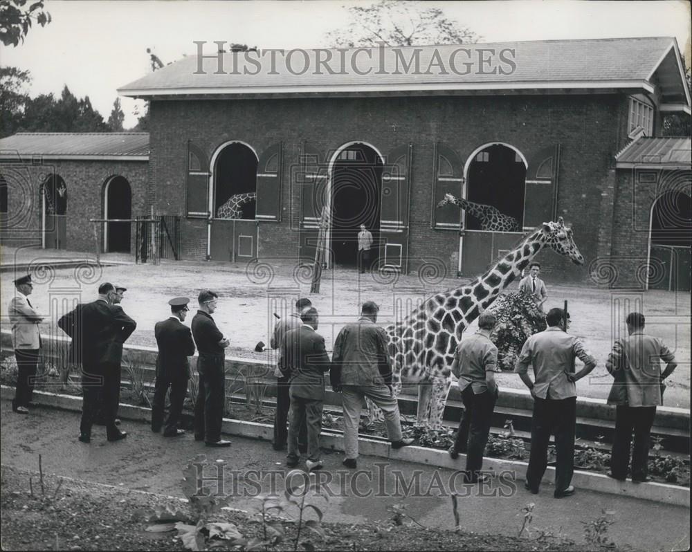 1963 Press Photo 15ft tall giraffe explores Regent&#39;s Zoo In London - Historic Images