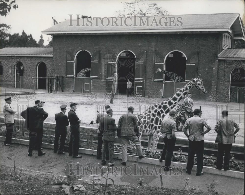 1963 Press Photo 15ft tall giraffe explores Regent's Zoo In London - Historic Images