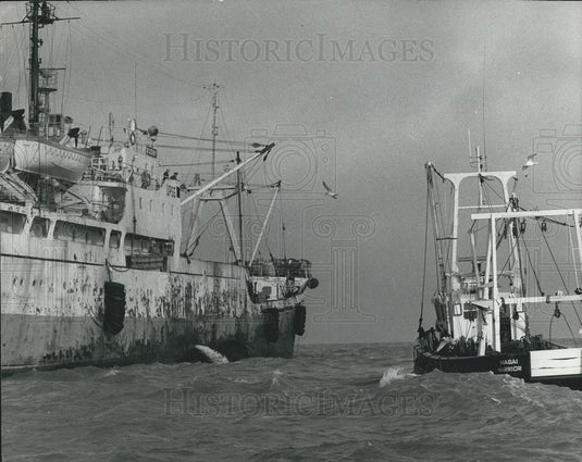 1981 Press Photo British Trawler Hired By Russians Masai Warrior Sprats Fishing - Historic Images