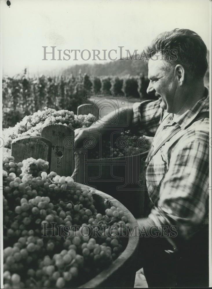 Press Photo German Wine Districts About to Harvest Heavy Frosts Damaged Vines - Historic Images