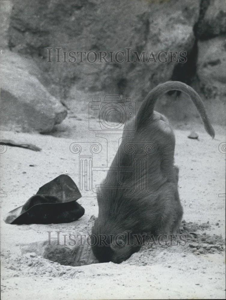1958 Press Photo A babboon digging a hole - Historic Images