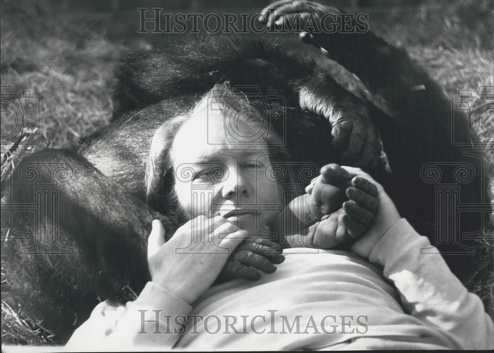 Press Photo  private Zoo near Canterbury. John Aspinall and a gorilla - Historic Images