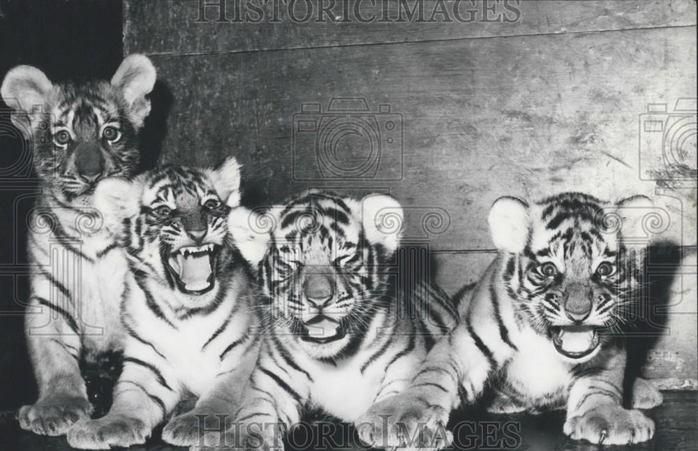 1968 Press Photo Two tigers gave birth to three tiger babies - Historic Images