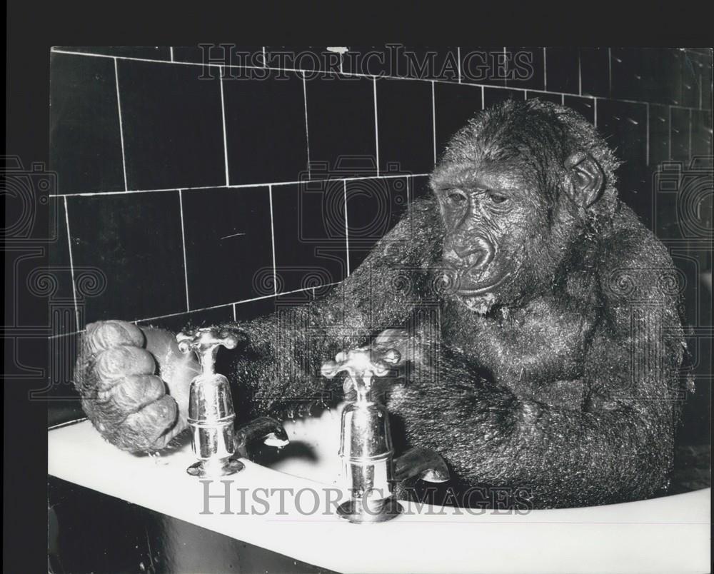 Press Photo Gorilla in a Bath - Historic Images