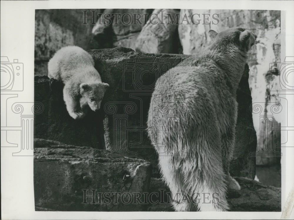 Press Photo &quot;Brumas&quot; Baby Polar Bear at Stockholm Zoo Follows Mother - Historic Images