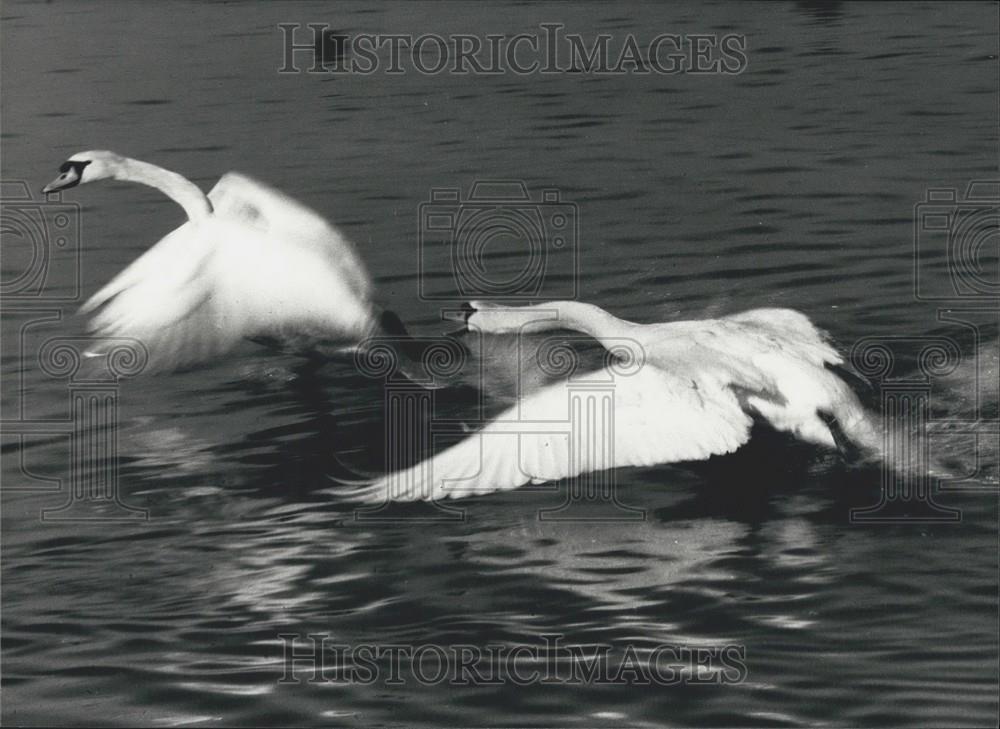 Press Photo Male Swans Fight Over territory In Zurich - Historic Images