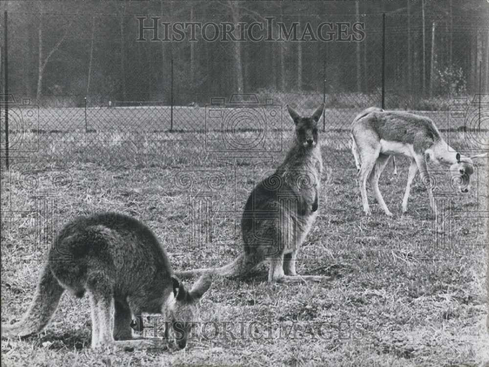 Press Photo Kangaroos, Rudolf Mueckler, Boren, West Germany - Historic Images